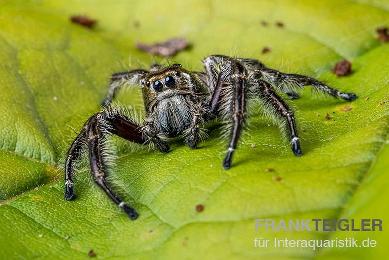 Springspinne, Hyllus Diardi – Bild 4