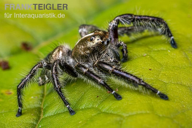 Springspinne, Hyllus Diardi – Bild 5