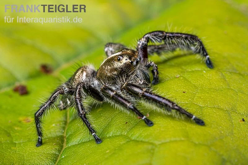 Springspinne, Hyllus Diardi – Bild 6