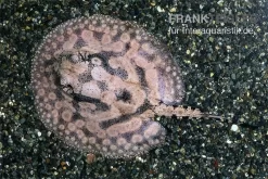 Stachelrochen, Potamotrygon Hystrix