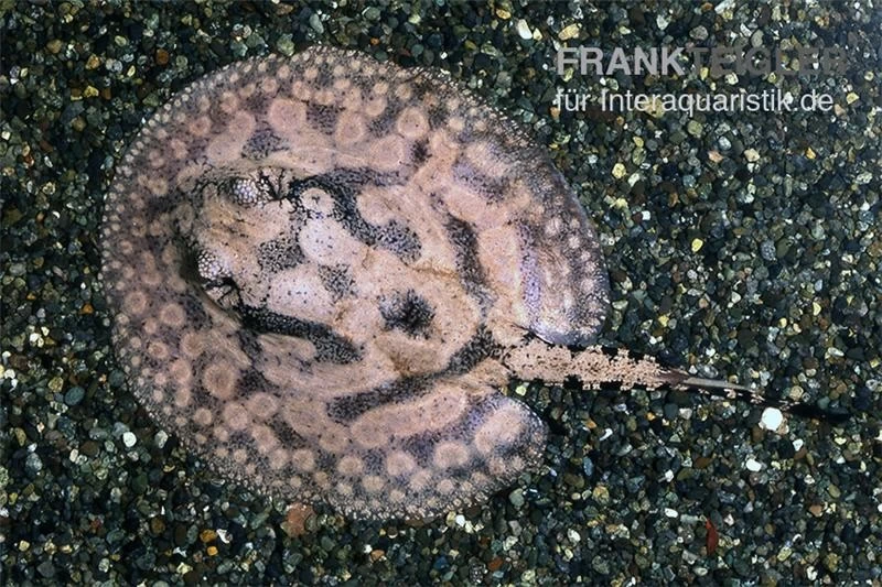 Stachelrochen, Potamotrygon Hystrix