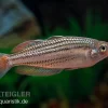 Starche-Creek-Regenbogenfisch, Melanotaenia Maccullochi "Starche Creek", 5 Tiere