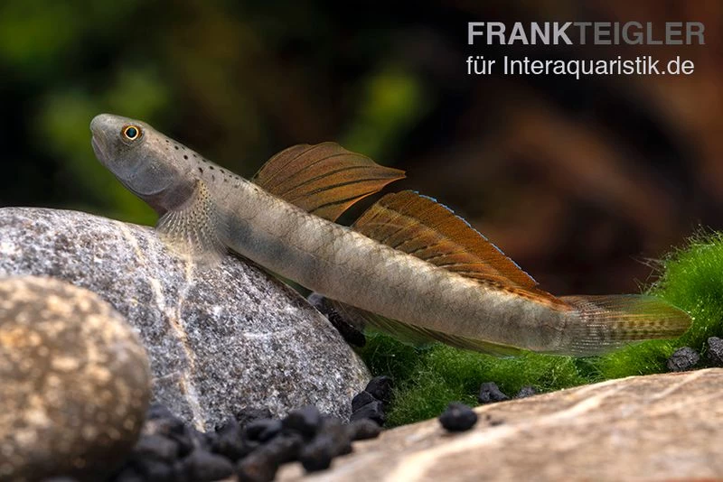 Orangeflossen-Grundel, Stiphodon Maculidorsalis, 1 Paar – Bild 4