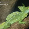 Stirnlappenbasilisk, Basiliscus Plumifrons