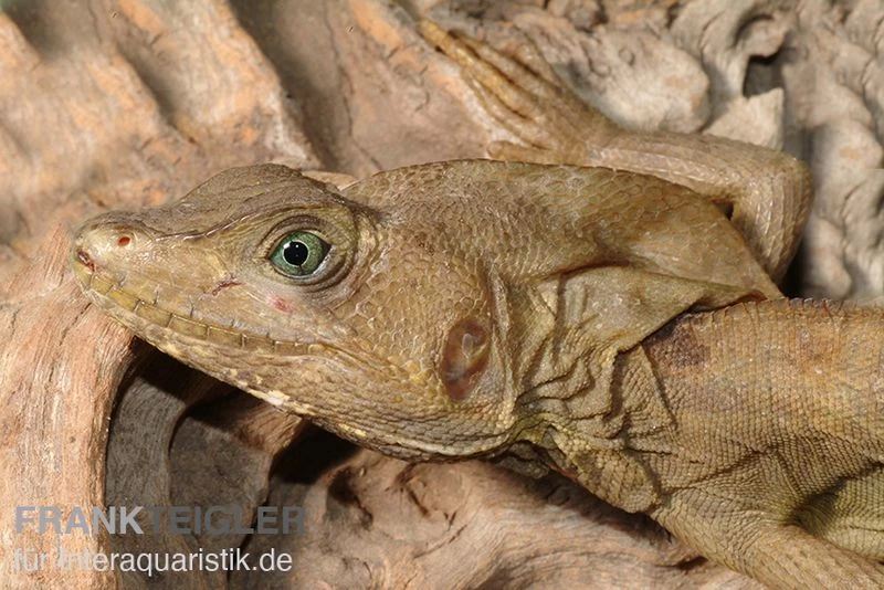 Streifenbasilisk, Basiliscus Vittatus – Bild 3