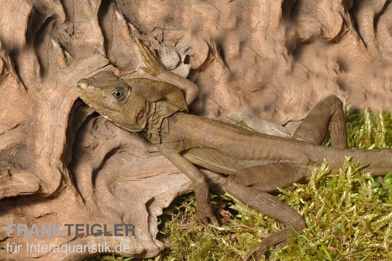 Streifenbasilisk, Basiliscus Vittatus – Bild 2