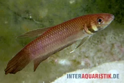 Strohi Kampffisch, Betta Strohi, Paarweise