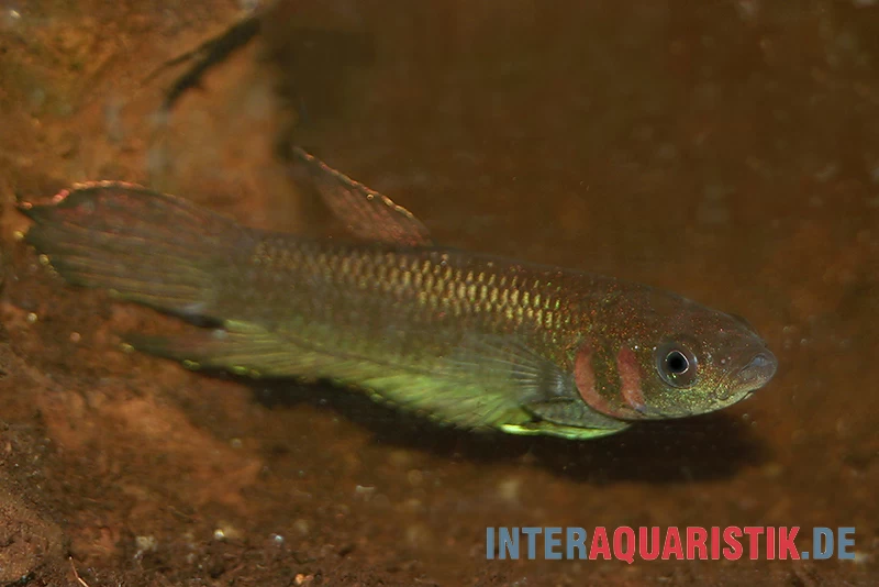 Strohi Kampffisch, Betta Strohi, Paarweise – Bild 2
