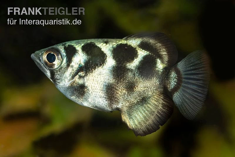 Süßwasser-Schützenfisch, Toxotes Blythii