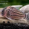Super-Schwartz Panzerwels, Corydoras Sp. „Super Schwartzi Highfin“ CW 28