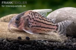 Super-Schwartz Panzerwels, Corydoras Sp. „Super Schwartzi Highfin“ CW 28