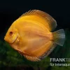 Diskusfisch ASIA-NZ, Symphysodon Discus Gold Pigeon (Yellow Pigeon)
