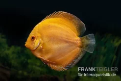 Diskusfisch ASIA-NZ, Symphysodon Discus Gold Pigeon (Yellow Pigeon)