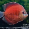 Diskusfisch ASIA-NZ, Symphysodon Discus Tomato