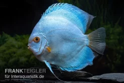 Diskusfisch ASIA-NZ, Symphysodon Discus Blue Sapphire