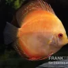 Diskusfisch ASIA-NZ, Symphysodon Discus Pigeon Pearl