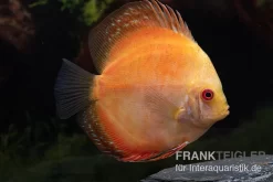 Diskusfisch ASIA-NZ, Symphysodon Discus Pigeon Pearl
