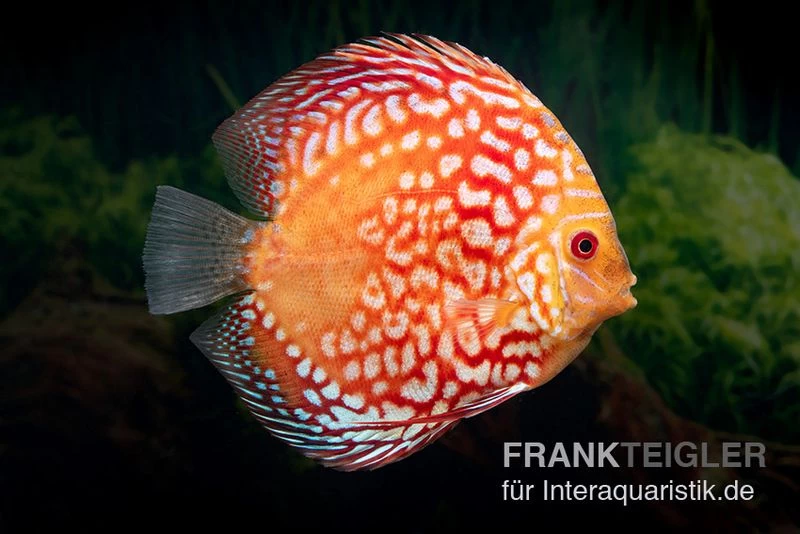 Diskusfisch ASIA-NZ, Symphysodon Discus Red Magic – Bild 2
