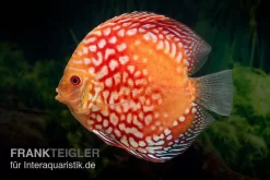 Diskusfisch ASIA-NZ, Symphysodon Discus Red Magic