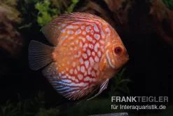 Diskusfisch ASIA-NZ, Symphysodon Discus Red Royal Pigeon (Classic Striped Pigeon)