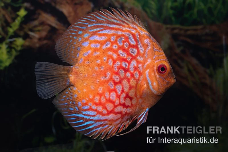 Diskusfisch ASIA-NZ, Symphysodon Discus Red Royal Pigeon (Classic Striped Pigeon) – Bild 2