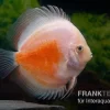 Diskusfisch ASIA-NZ, Symphysodon Discus Red White