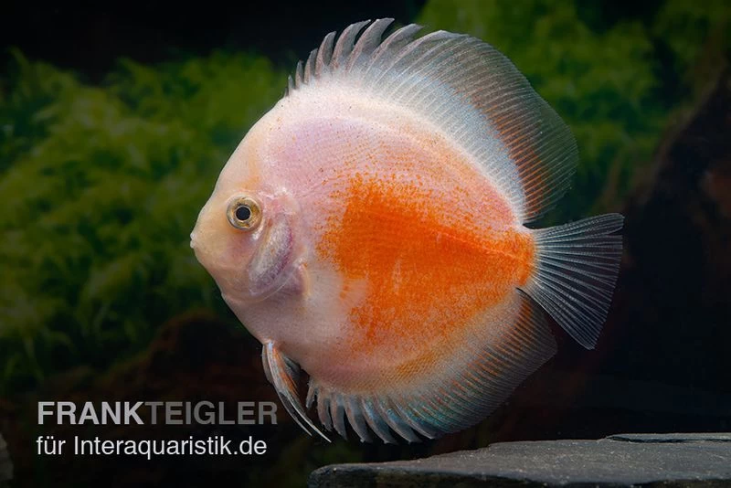 Diskusfisch ASIA-NZ, Symphysodon Discus Red White – Bild 2