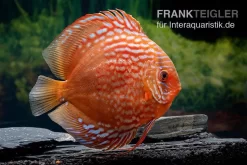 Diskusfisch ASIA-NZ, Symphysodon Discus Tiger Snake