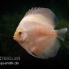 Diskusfisch ASIA-NZ, Symphysodon Discus White Diamond
