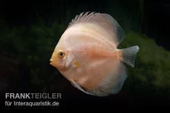 Diskusfisch ASIA-NZ, Symphysodon Discus White Diamond