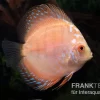 Diskusfisch ASIA-NZ, Symphysodon Discus White Scorpion