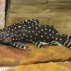 Perlhuhnwels, Synodontis Angelicus