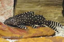 Perlhuhnwels, Synodontis Angelicus