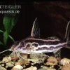 Gelbbinden-Fiederbartwels, Synodontis Flavitaeniatus