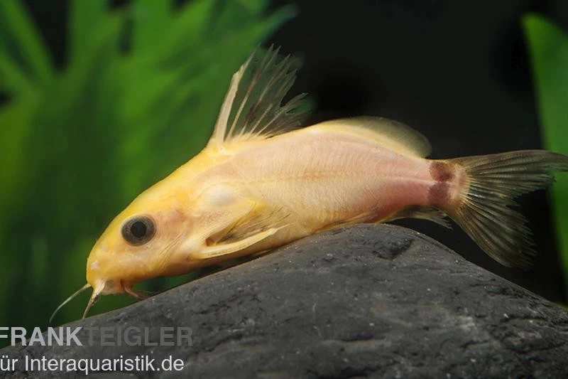 Goldfarbener Fiederbartwels, Synodontis Nigrita Gold