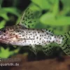 Schwarzer Fiederbartwels, Synodontis Nigrita