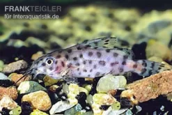 Kamerun-Fiederbartwels, Synodontis Velifer