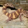 Texas-Krallengecko, Coleonyx Brevis
