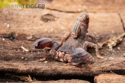 Thailand Zwergskorpion, Chaerilus Sp. Thailand