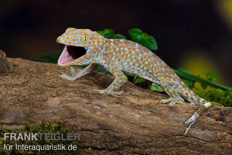 Tokeh, Gekko Gecko – Bild 3