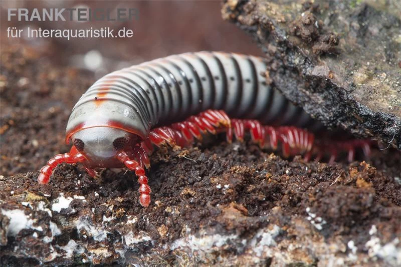 Regenbogentausendfüßer, Tonkinbolus Dollfusi – Bild 2