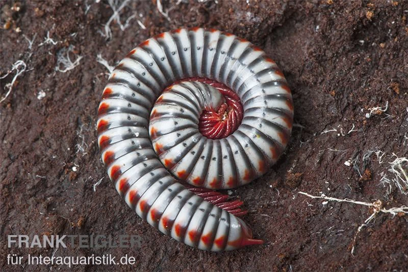 Regenbogentausendfüßer, Tonkinbolus Dollfusi – Bild 4