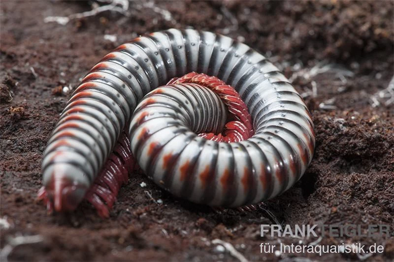Regenbogentausendfüßer, Tonkinbolus Dollfusi – Bild 6