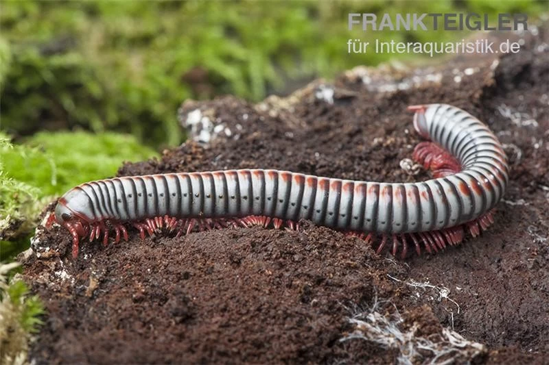 Regenbogentausendfüßer, Tonkinbolus Dollfusi – Bild 7