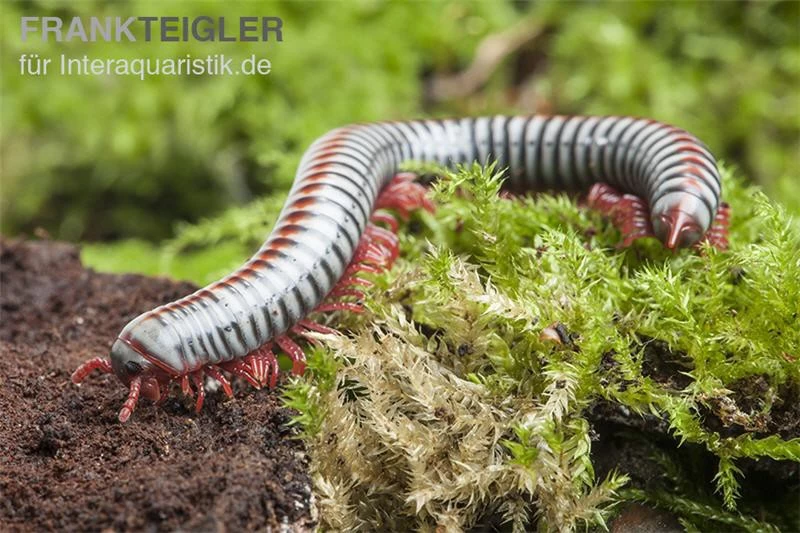 Regenbogentausendfüßer, Tonkinbolus Dollfusi – Bild 5