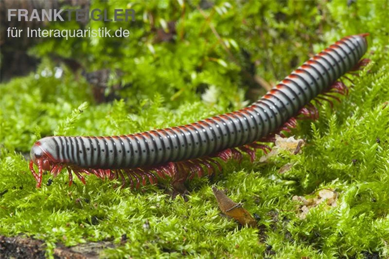 Regenbogentausendfüßer, Tonkinbolus Dollfusi – Bild 3