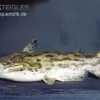 Wurzelwels, Trachelyopterus Galeatus