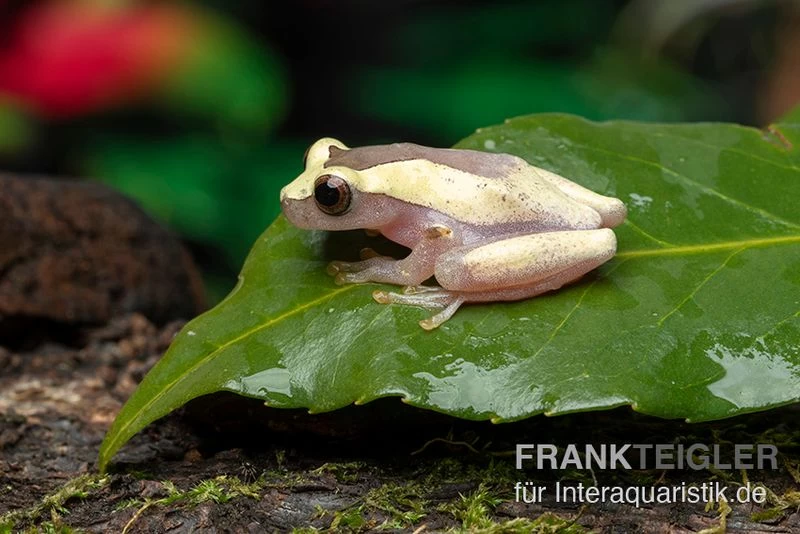 Triangle-Baumfrosch, Dendropsophus Triangulum – Bild 2