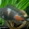 Kirschfleck-Moorii, Tropheus Moorii "Bulu Point", DNZ