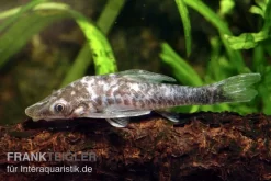 Vampir-Otocinclus, Nannoptopoma Sternoptychum